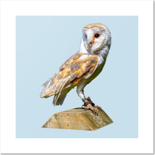 Barn owl on a gatepost Posters and Art